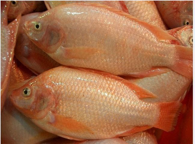 Mujeres dirigen proyectos crianza de tilapia