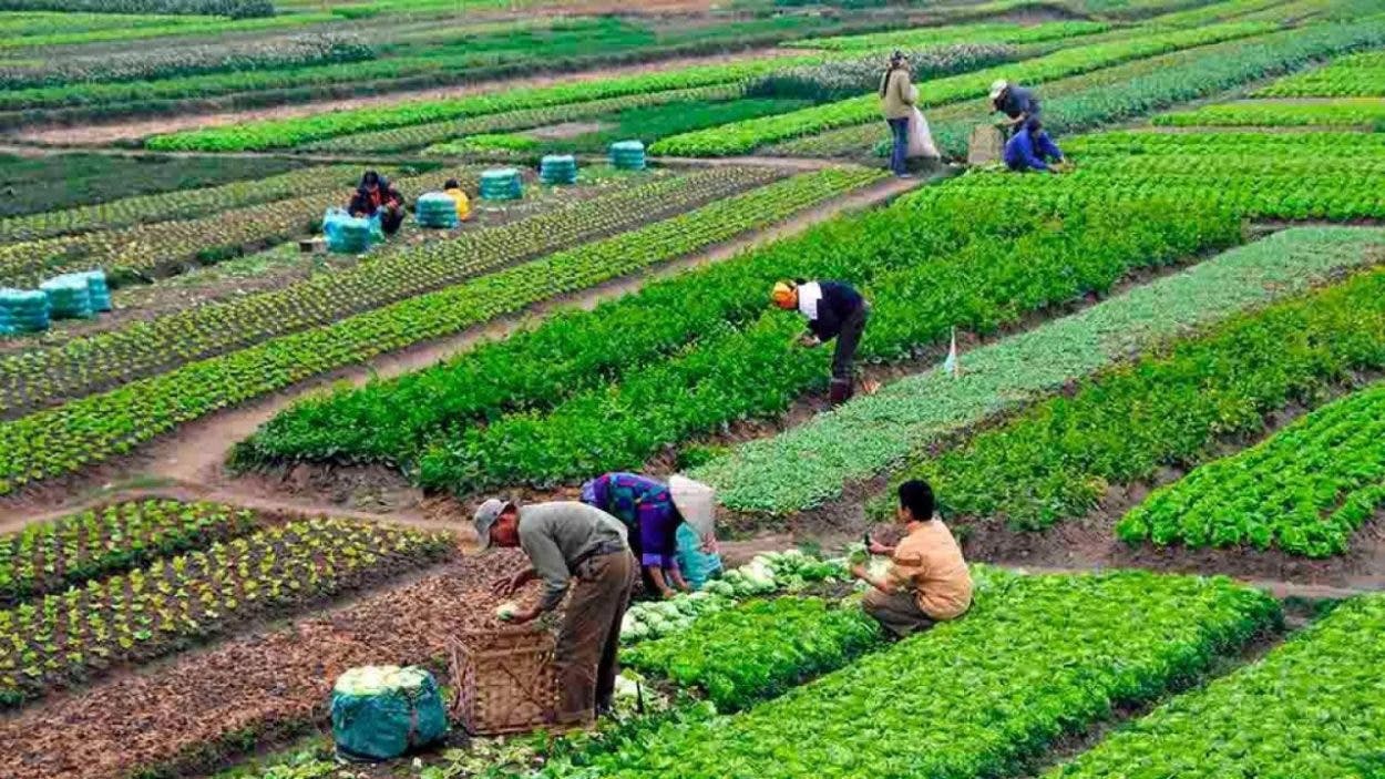 FAO pide más políticas para agricultura familiar