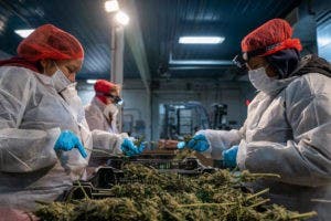 Primera tienda legal de marihuana abrirá en NY el 29 de diciembre