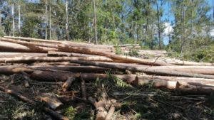 Denuncian talas de árboles en Restauración