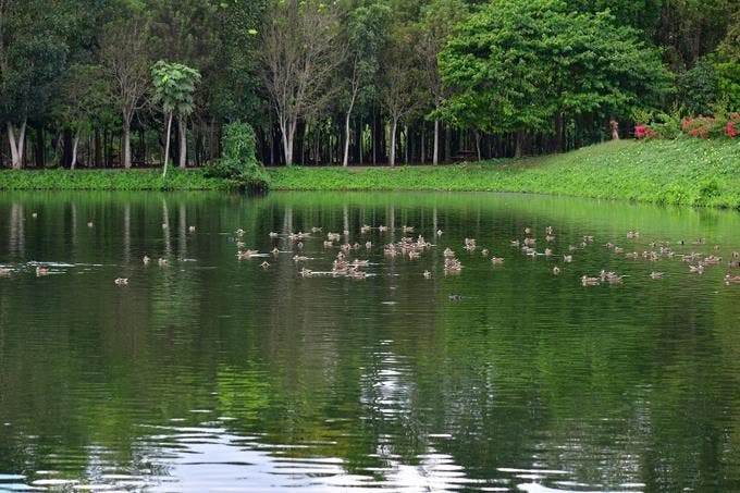 Bosque de la Mujer, una obra de reingeniería ambiental
