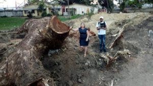 Piden someter a la justicia por ecocidio de samán