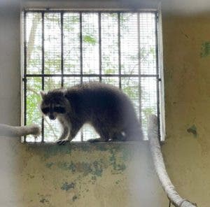 Capturan mapache; está estresado y será sometido a cuarentena