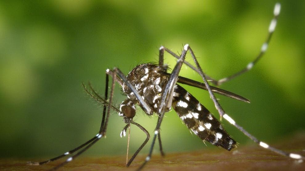 Ponen en alerta a RD por aparición de chikungunya