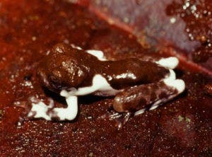 Descubren una nueva especie de rana parecida a un excremento de pájaro