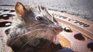 La “zarina de las ratas” de Nueva York sabe que será duro acabar con ellas