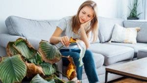 5 consejos para mantener con vida a las plantas de tu casa