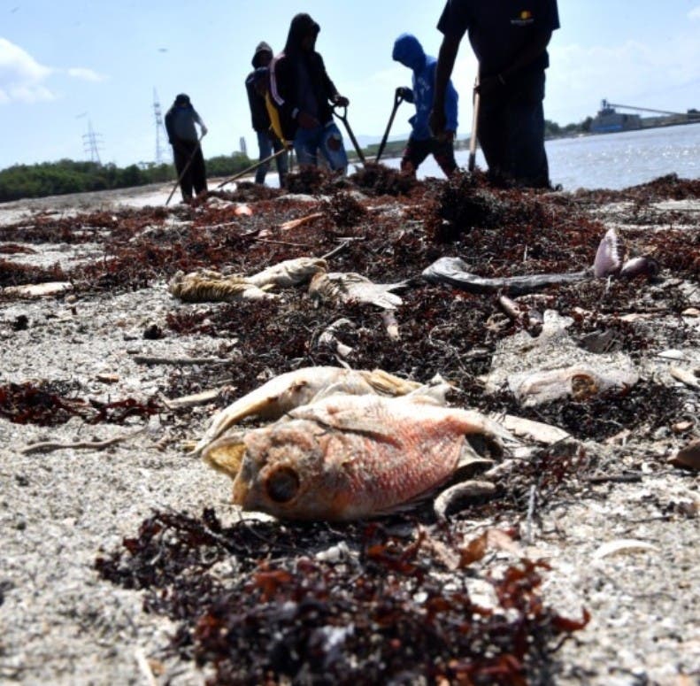 Buscan causas muerte de peces en playa de Azua