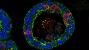 La obtención de embriones humanos sintéticos plantea retos éticos que habrá que resolver