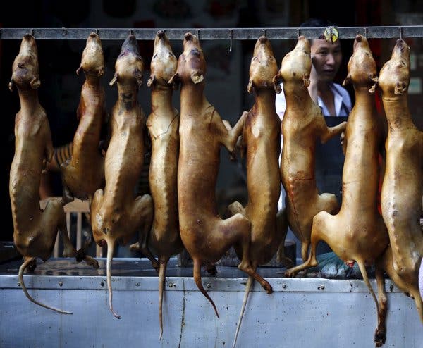 Grupos animalistas celebran propuesta de ley que prohíba consumo de perro en Corea