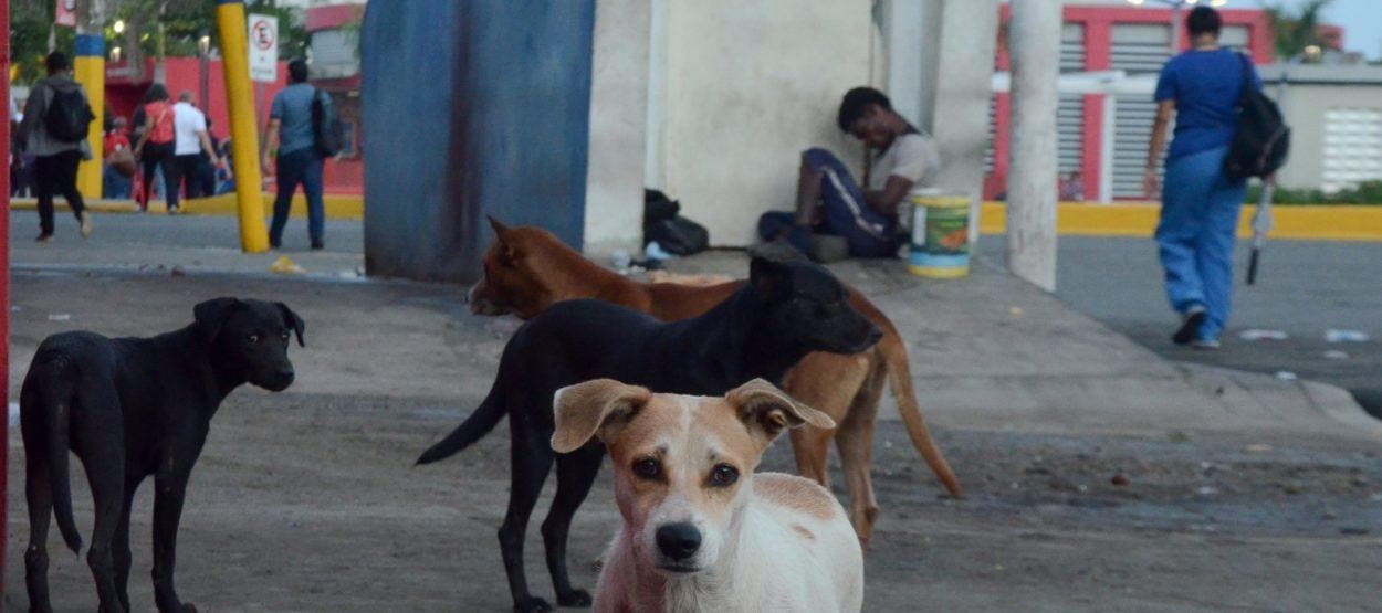 Perro Callejero