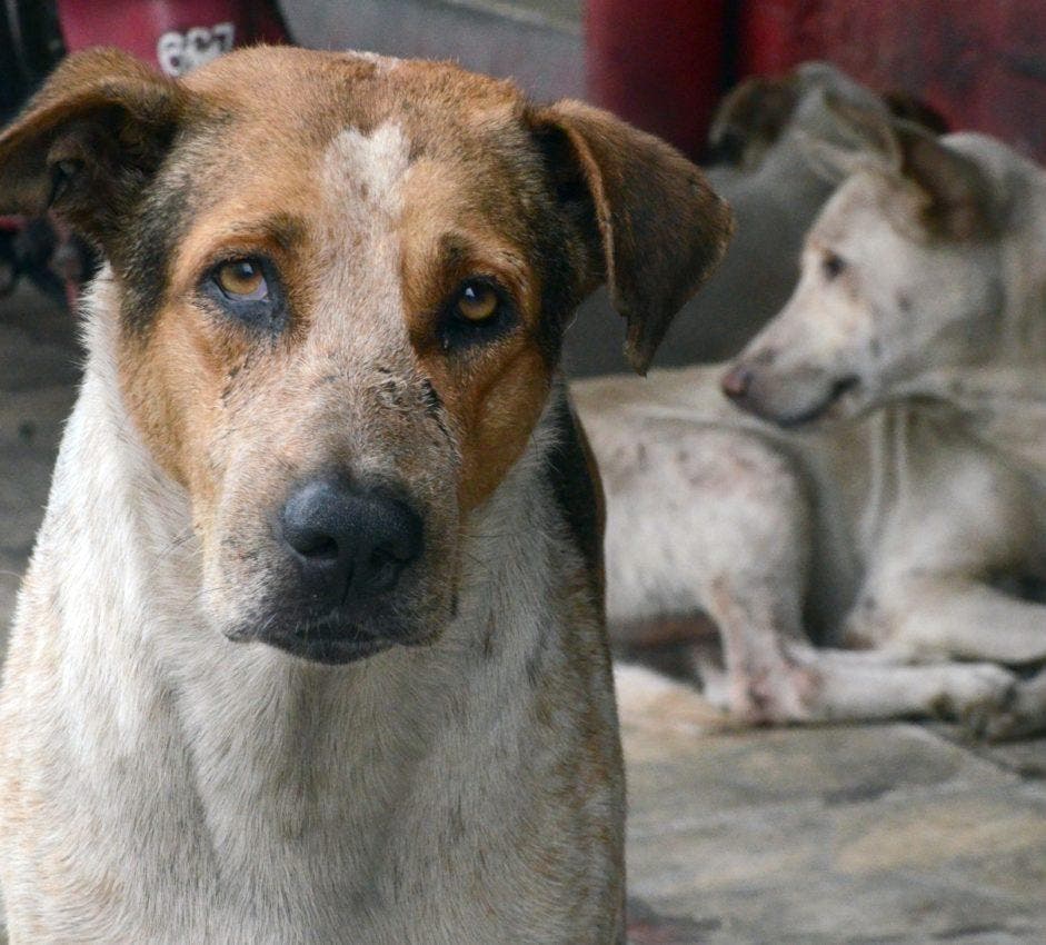 Día Mundial: Perro callejero, vivir y morir sin dueño en una ciudad hostil