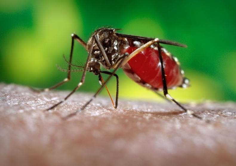 Reportan 8 muertes por dengue en el Cibao en una semana