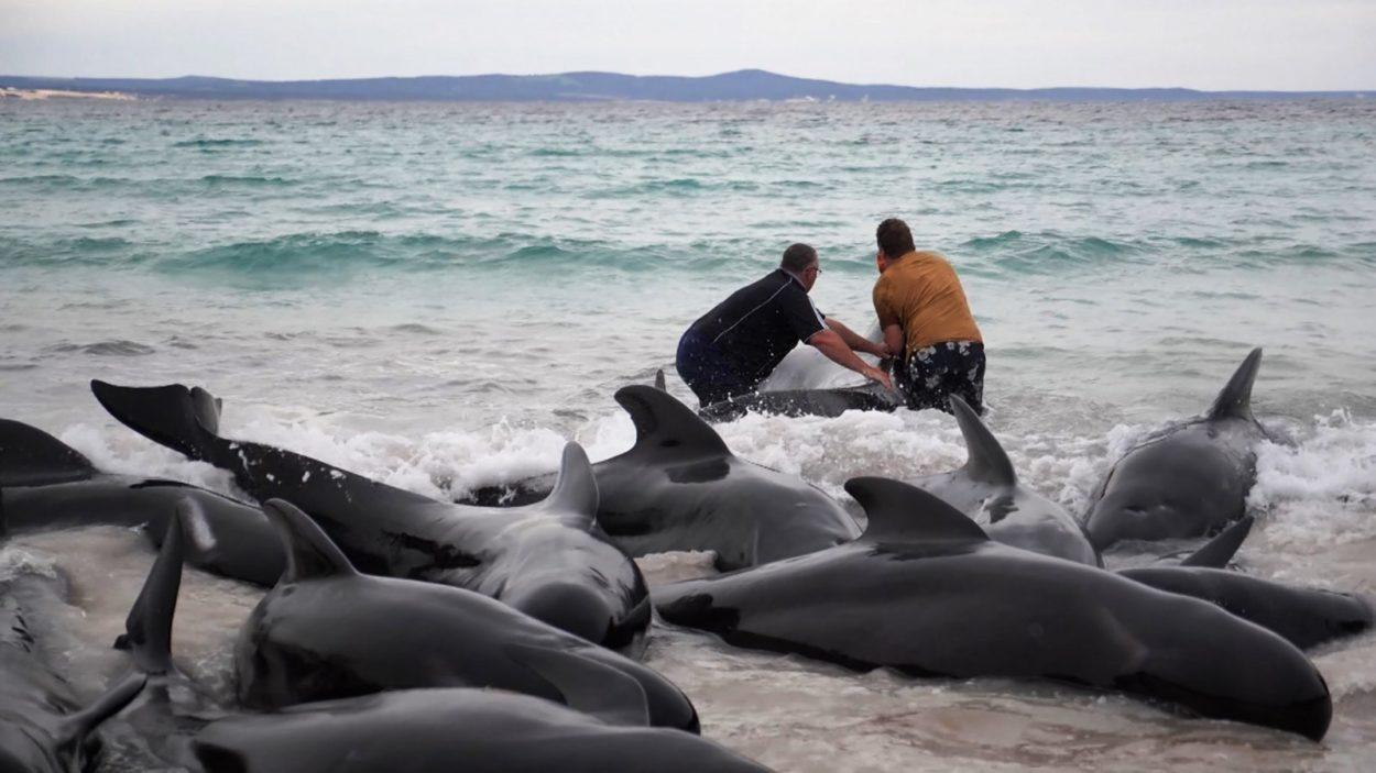 Mueren 51 ballenas piloto tras quedarse varadas en una playa de Australia