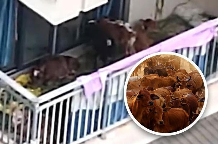 Campesino que criaba vacas en su terraza tras mudarse a la ciudad se hace viral en China