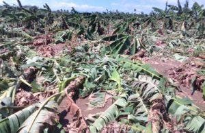 Tornado acaba con siembras de plátanos en La Vega