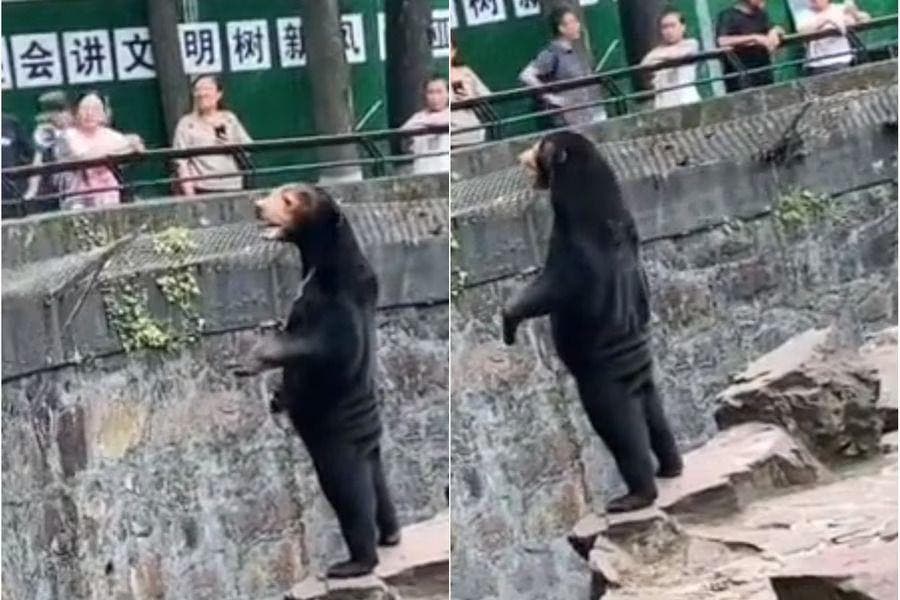 Un oso de un zoológico se hace viral en China por su aspecto humano