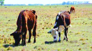Dicen sequía mata reses en Luperón