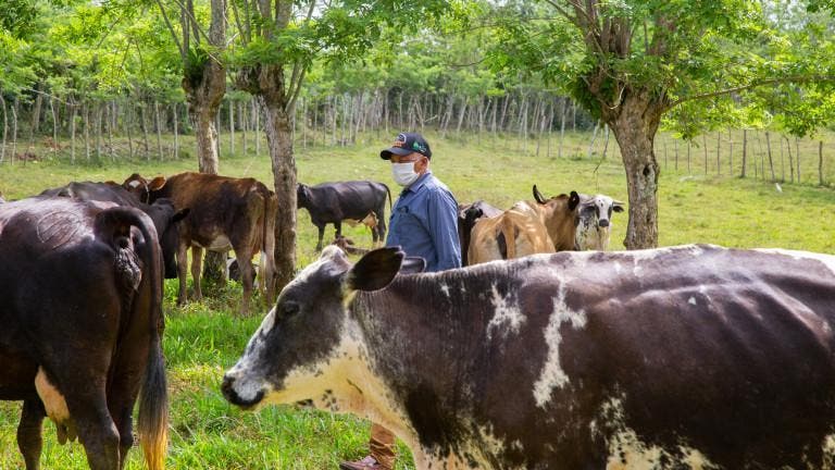 Agropecuario dicen ganadería va rumbo a la quiebra