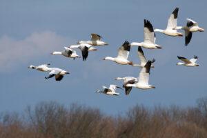 Llegada aves migratorias facilita investigación fauna y flora