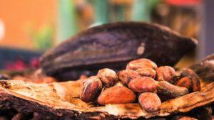 Bagricola felicita a cacaotaleros en Día Internacional del Cacao