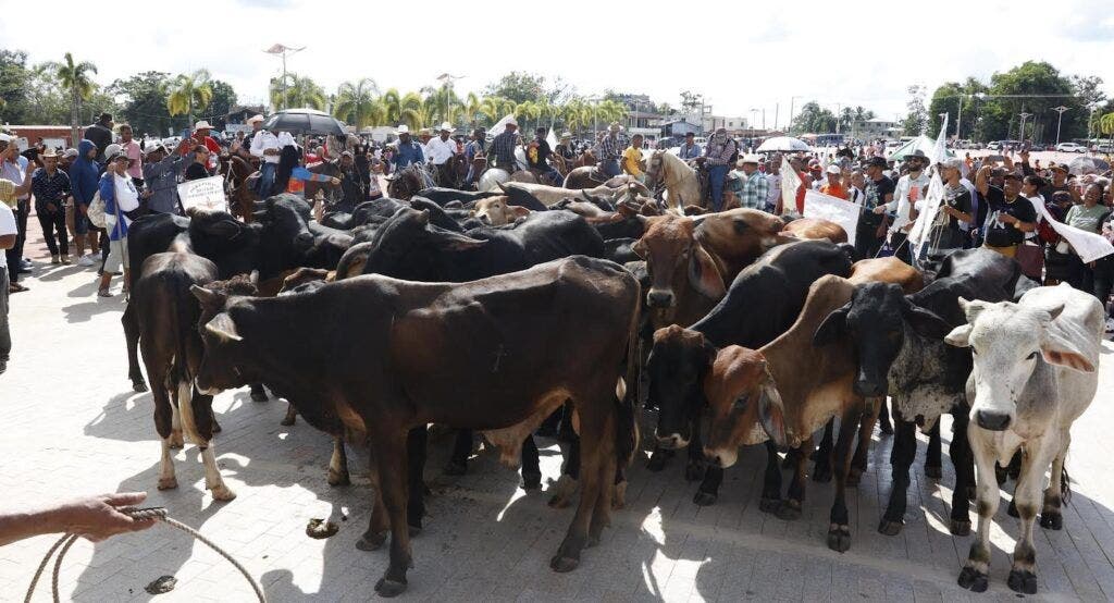 Parte de los toros donados por ganaderos devotos al Santo Cristo de los Milagros./Foto Carlos Alonzo
