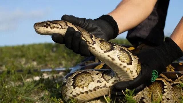 Un hombre consigue escapar a mordiscos del ataque de una pitón de tres metros en Filipinas