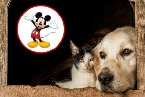 Polémica en China por nueva moda de cercenar orejas de mascotas al estilo de Mickey Mouse