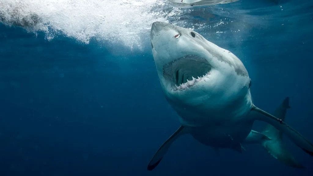 Adolescente muere tras sufrir ataque de tiburón en Australia
