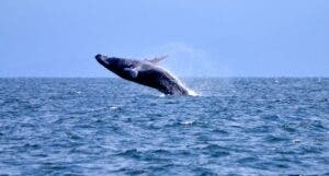 Investigadores del INTEC realizan análisis sobre ecosistema de Bahía de Samaná