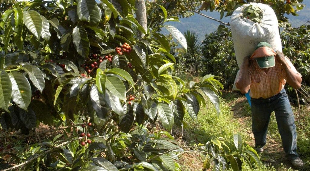 Demandan a Starbucks por utilizar café de plantaciones donde se atenta contra los DD.HH.