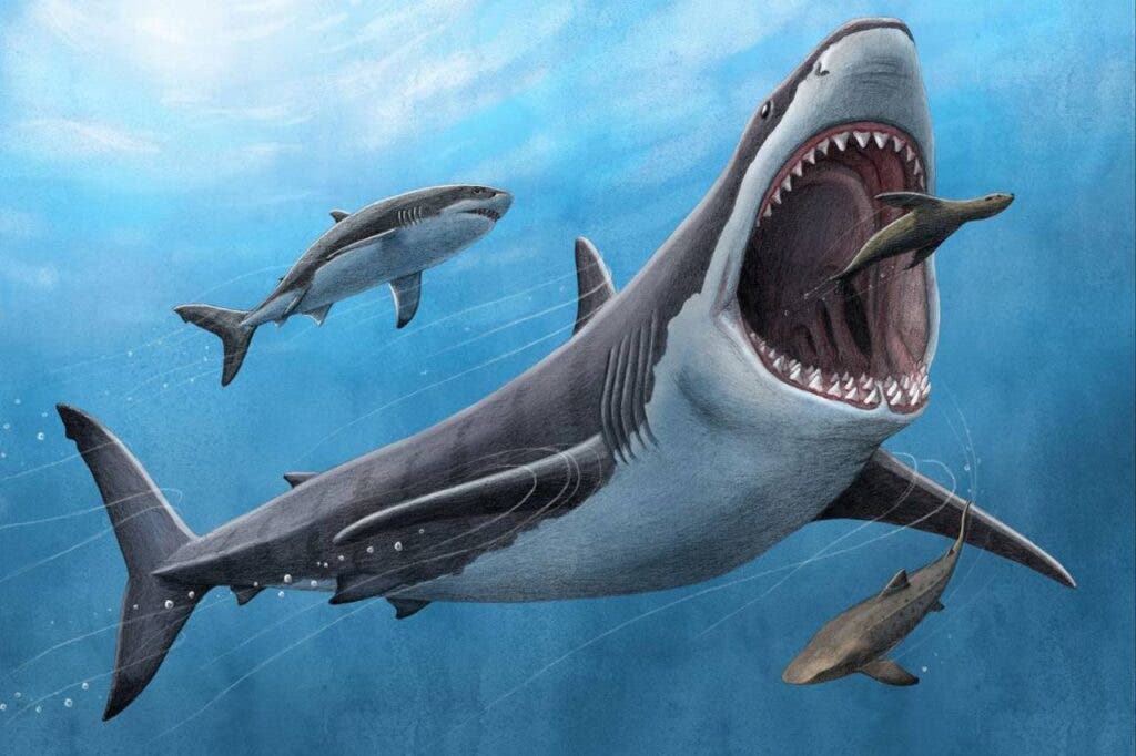 El Megalodón no fue ni tan grande ni tan monstruoso como lo pintan en las películas