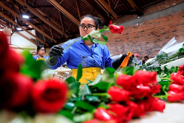 El mundo regalará rosas únicas en San Valentín gracias a los campos de Colombia
