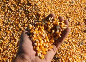 El precio de los alimentos vuelve a bajar en enero por la caída del trigo y el maíz