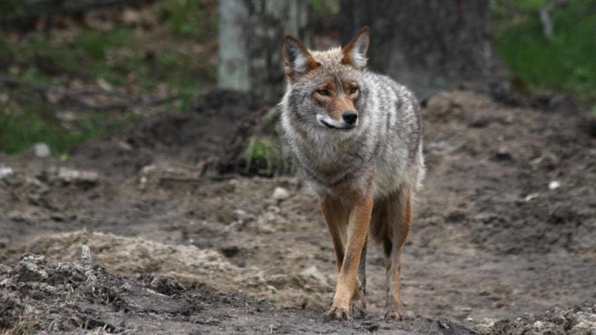 Presencia de coyote en Central Park alarma visitantes