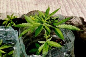 Detenido en RD el jefe de una estafa internacional con cannabis