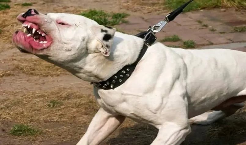 Pitbull dog kills his owner in the Bronx