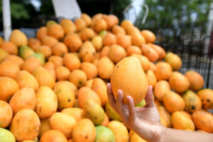 RD proyecta exportaciones de mangos por 50 millones de dólares en 2024