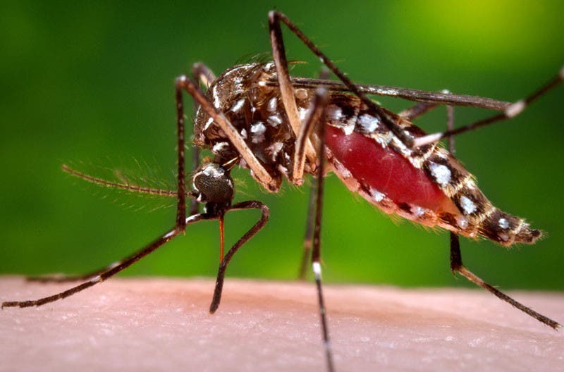 Aprobada la primera vacuna contra el virus Chikunguña en la Unión Europea