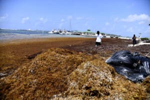 Dice escollos económicos impiden investigaciones para combatir sargazo en RD