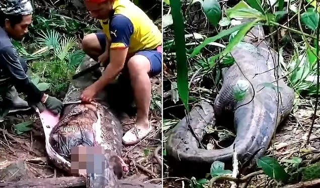 Encuentran cadáver de una mujer en el interior de una pitón de 5 metros