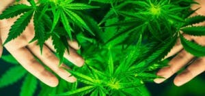 Neoyorkinos mayores de 21 años pueden cultivar hasta 6 plantas de marihuana en casa