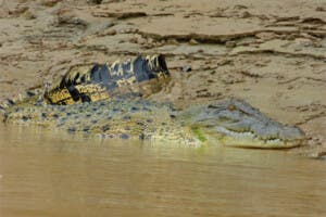 Buscan niña desaparecida tras nadar en río lleno de cocodrilos en Australia