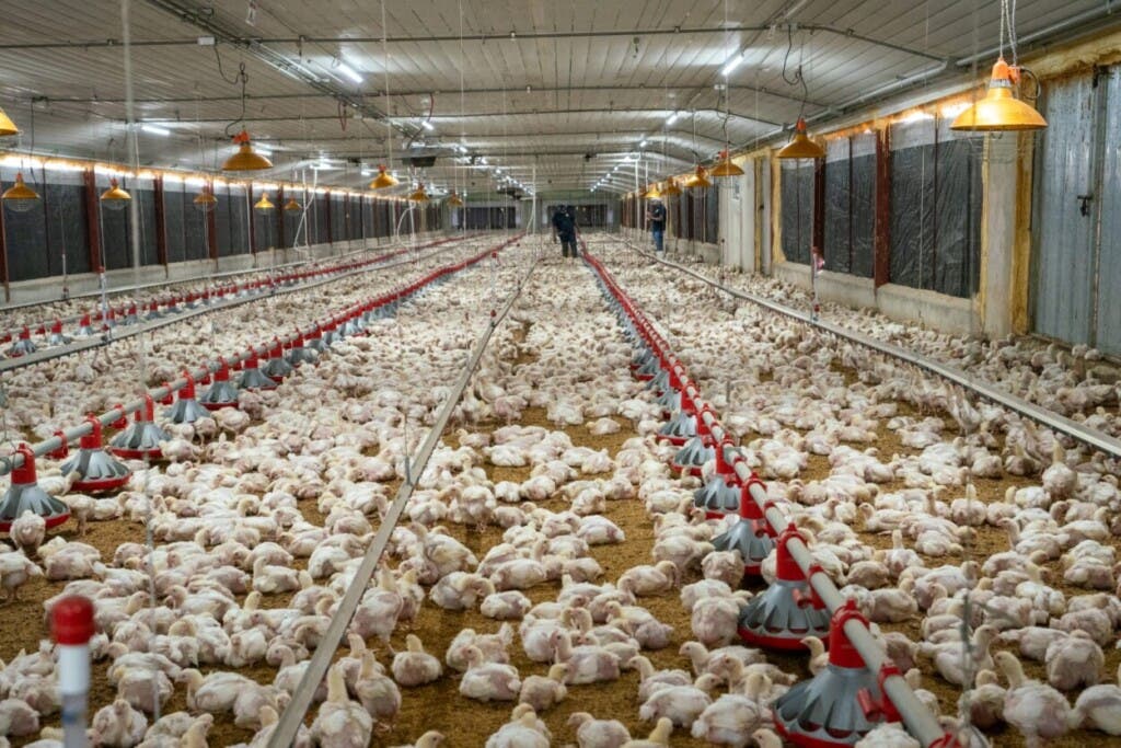 Venta pollo sería normal fin de mes