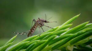 España afronta su segundo mayor brote de virus del Nilo con 47 casos y cinco muertes
