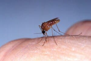 Puerto Rico emite un aviso a profesionales sanitarios ante el contagio del virus oropouche