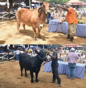 Vuelve la Feria Ganadera de El Cupey