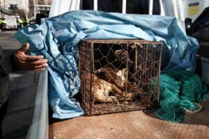 Productores de carne de perro surcoreanos protestan contra la ley que prohíbe su venta