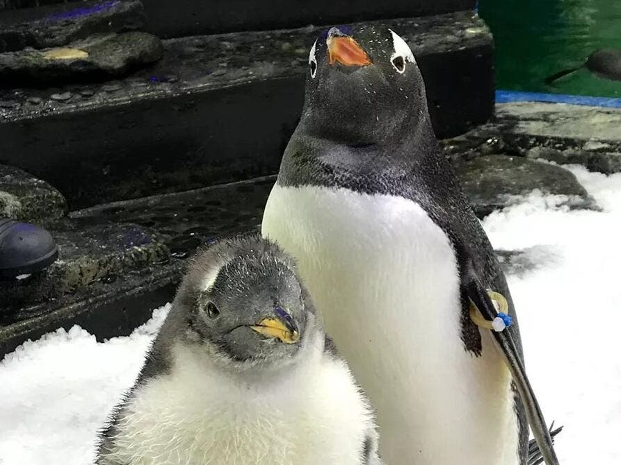 Muere Sphen, el famoso pingüino gay que incubó una cría con su pareja Magic