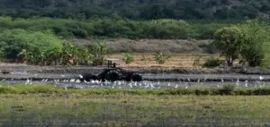 Día Mundial de la Agricultura